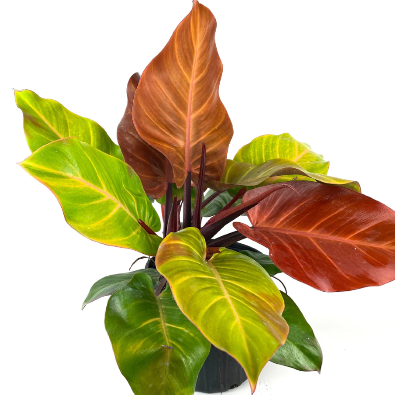 PHILODENDRON MC COLLEY FINAL