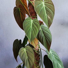 PHILODENDRON MICANS