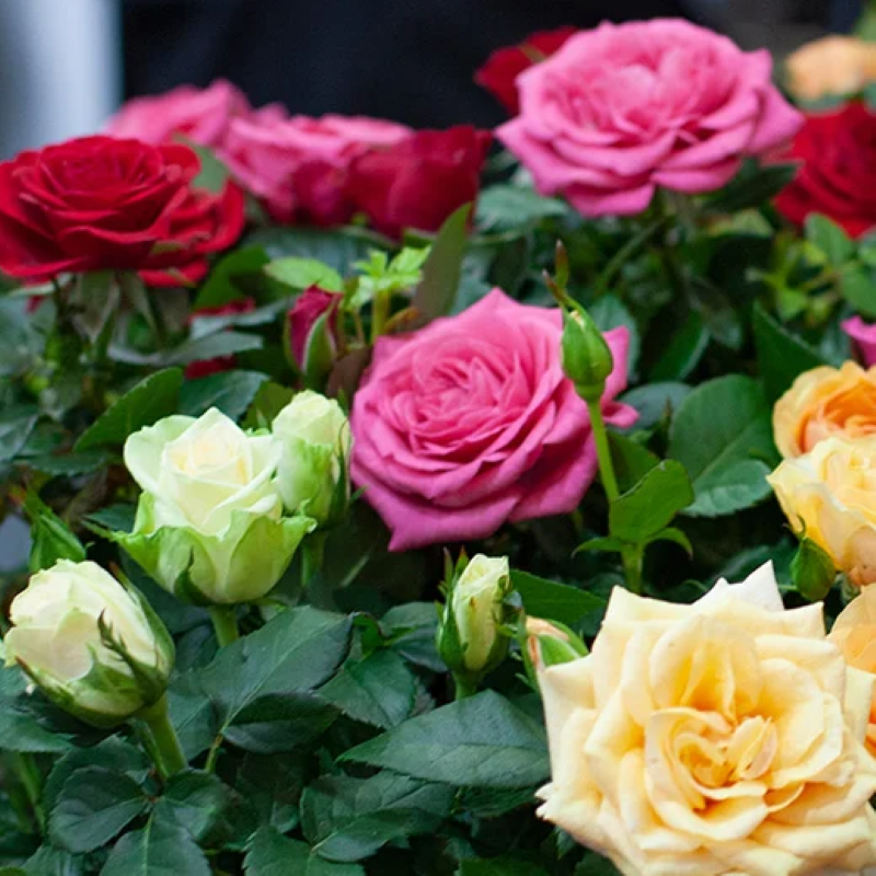 MINI ROSE ASST – Knippel Garden Centre