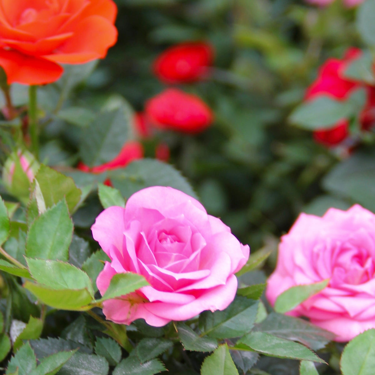 MINI ROSE ASST – Knippel Garden Centre