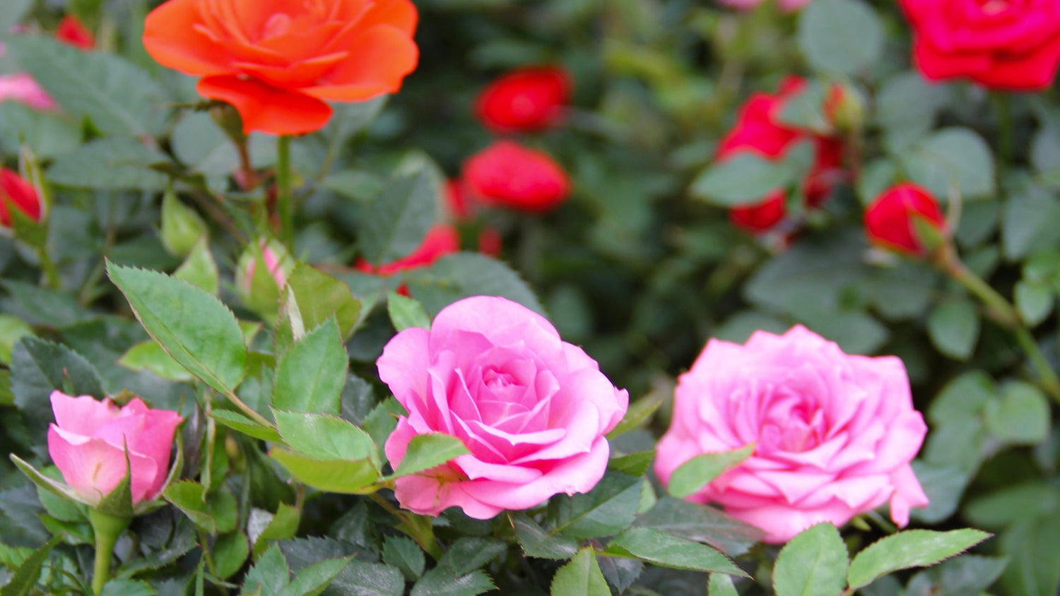 MINI ROSE ASST – Knippel Garden Centre