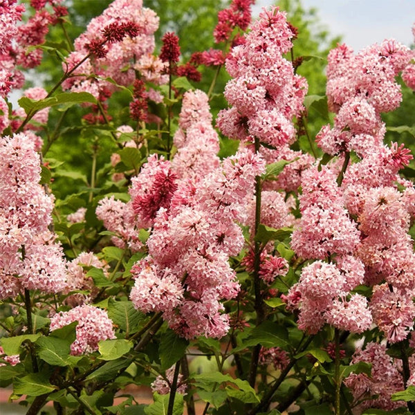 LILAC MISS CANADA