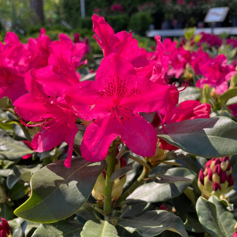 RHODODENDRON NOVA ZEMBLA