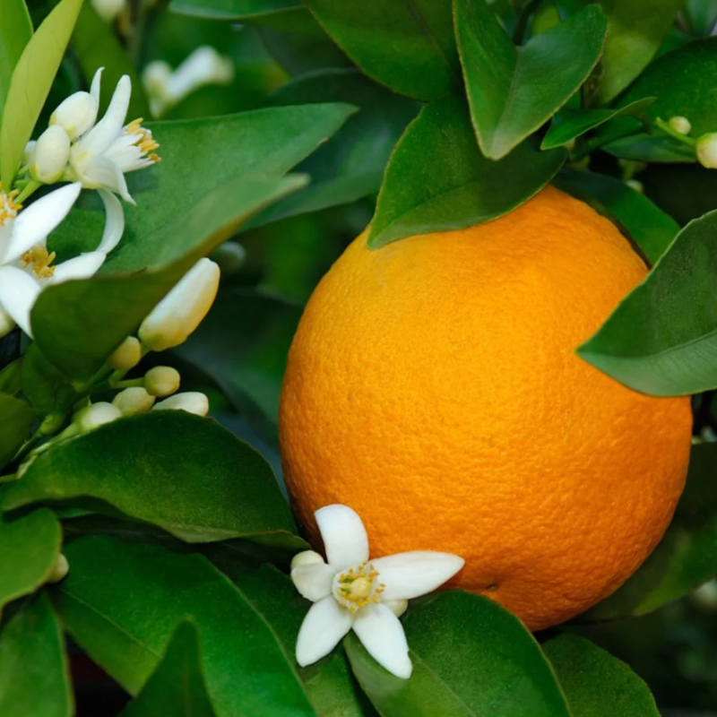 ORANGE STANDARD