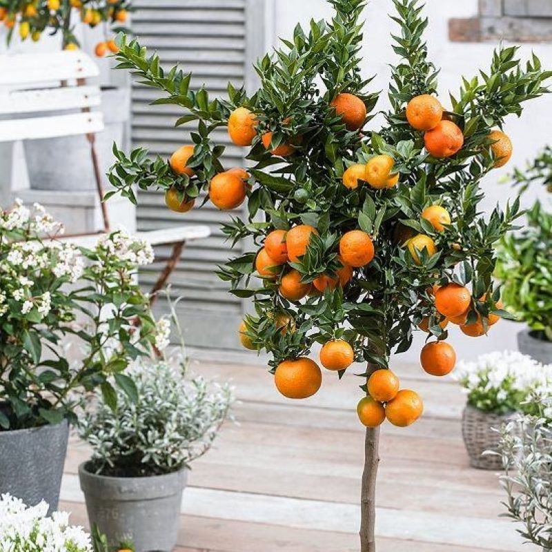 ORANGE STANDARD