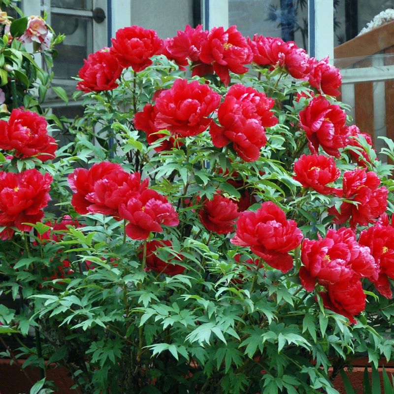 PAEONIA SUFFRUTICOSA RED