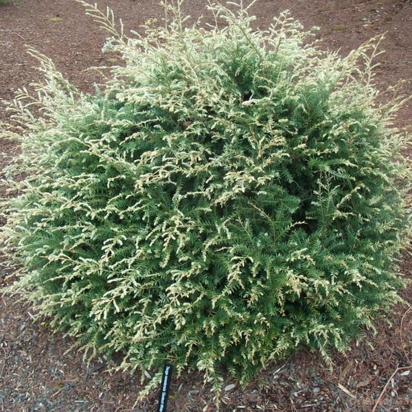 HEMLOCK CANADIAN GENTSCH WHITE