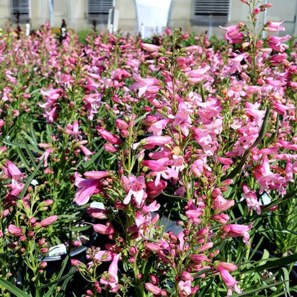 Penstemon Rondo PENSTEMON PRISTINE DEEP ROSE – Knippel Garden Centre