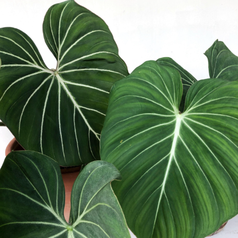 PHILODENDRON GLORIOSUM DARK FORM