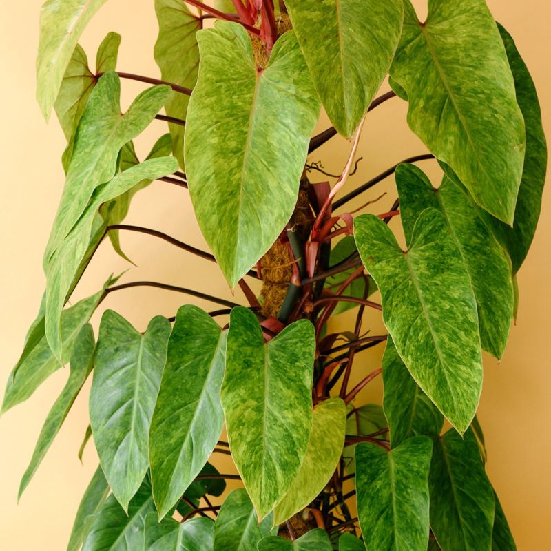 PHILODENDRON PAINTED LADY
