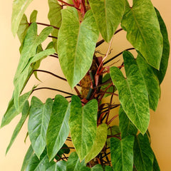 PHILODENDRON PAINTED LADY