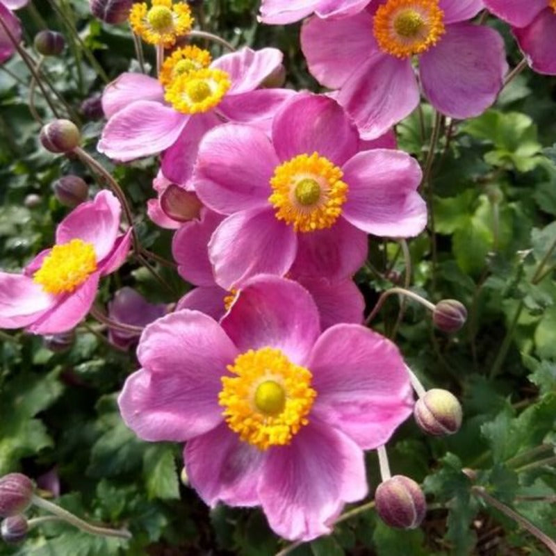 ANEMONE PINK CLOUD – Knippel Garden Centre
