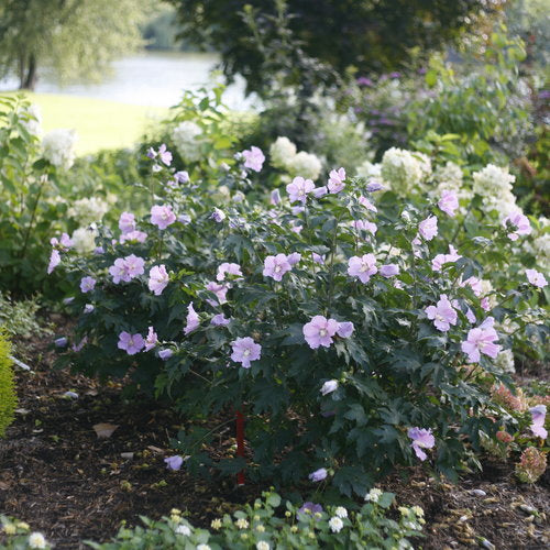 ROSE OF SHARON POLLYPETITE PW