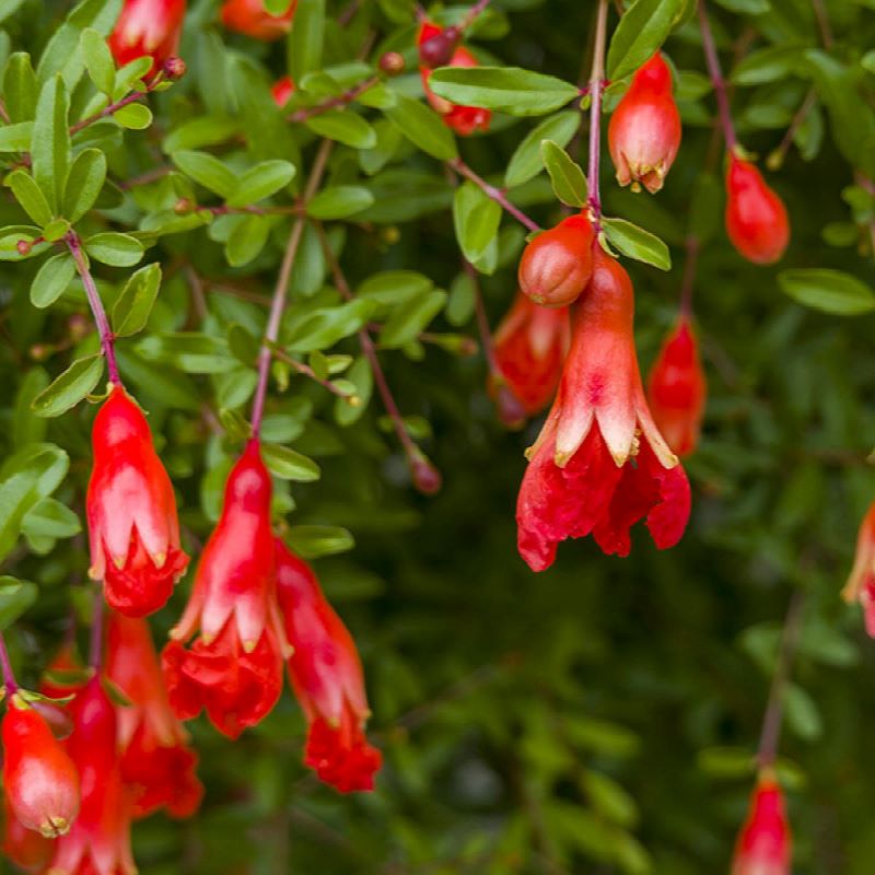 POMEGRANATE NANA DWARF
