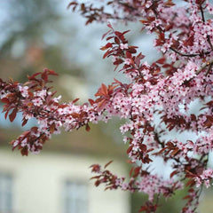 PURPLELEAF SAND CHERRY STANDARD