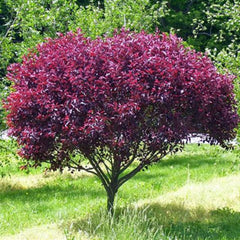 PURPLELEAF SAND CHERRY STANDARD