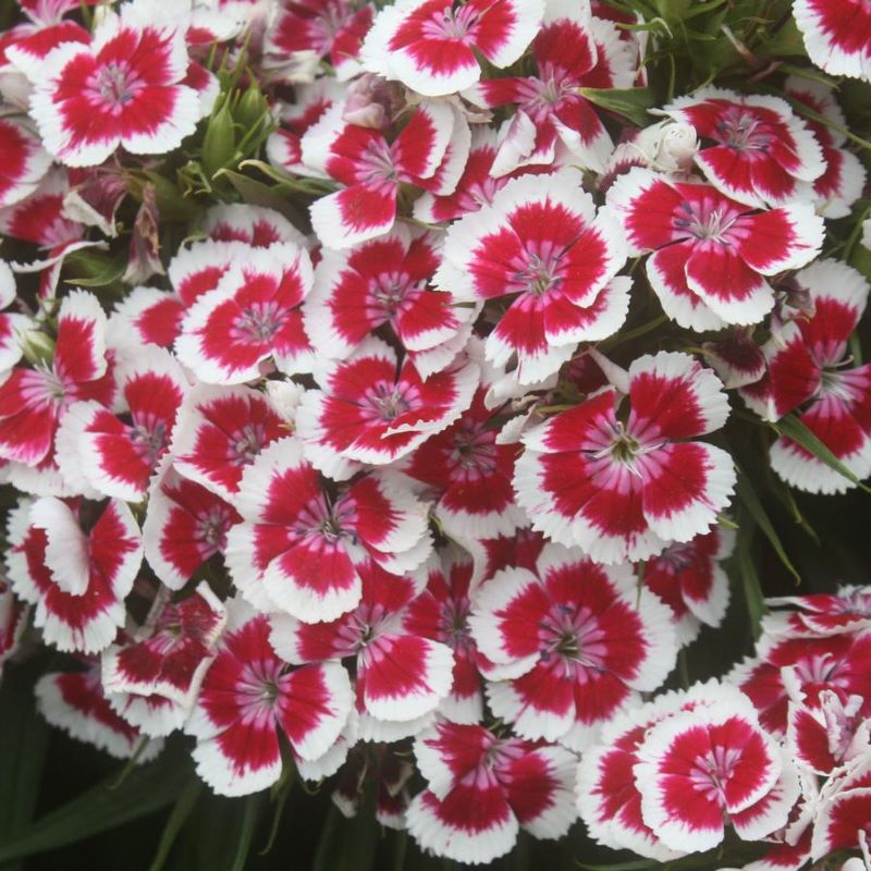 DIANTHUS PICOTEE RED