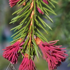 SPRUCE RED-TIPPED NORWAY