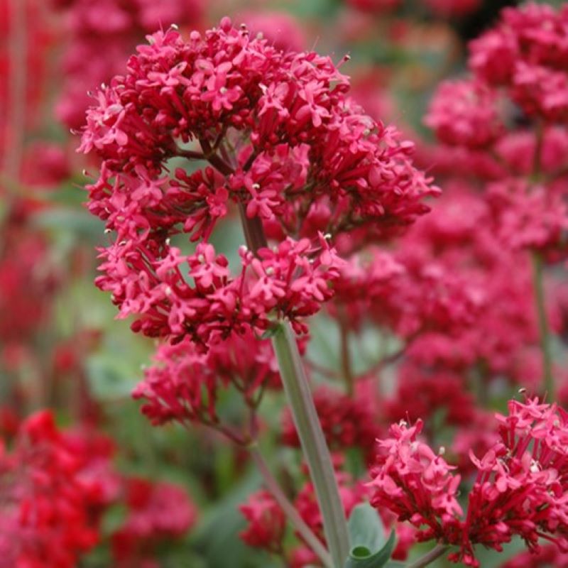 Centrantus Ruber CENTRANTHUS RUBER – Knippel Garden Centre