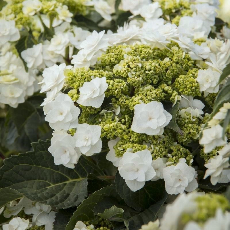 HYDRANGEA WEDDING GOWN