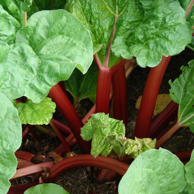 rhubarb-german-wine-knippel-garden-centre