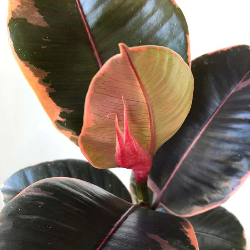10 Inch Ficus Ruby FICUS RUBY – Knippel Garden Centre