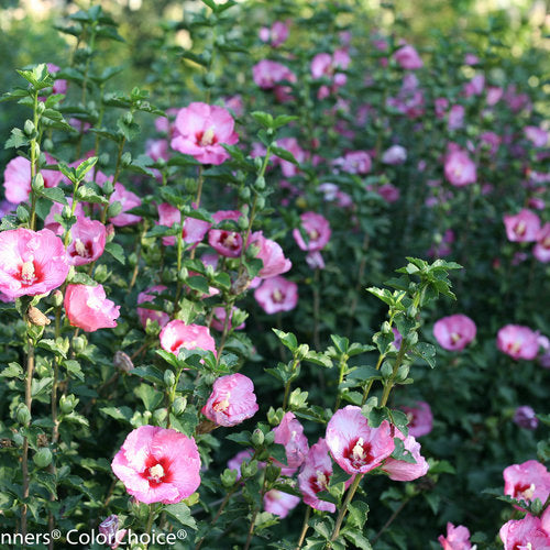ROSE OF SHARON RUFFLED SATIN PW