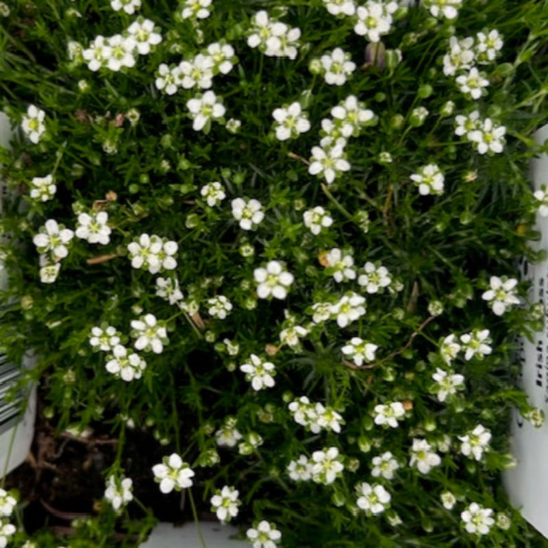 SAGINA SUBULATA