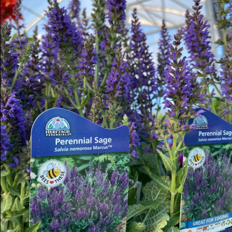 SALVIA MARCUS