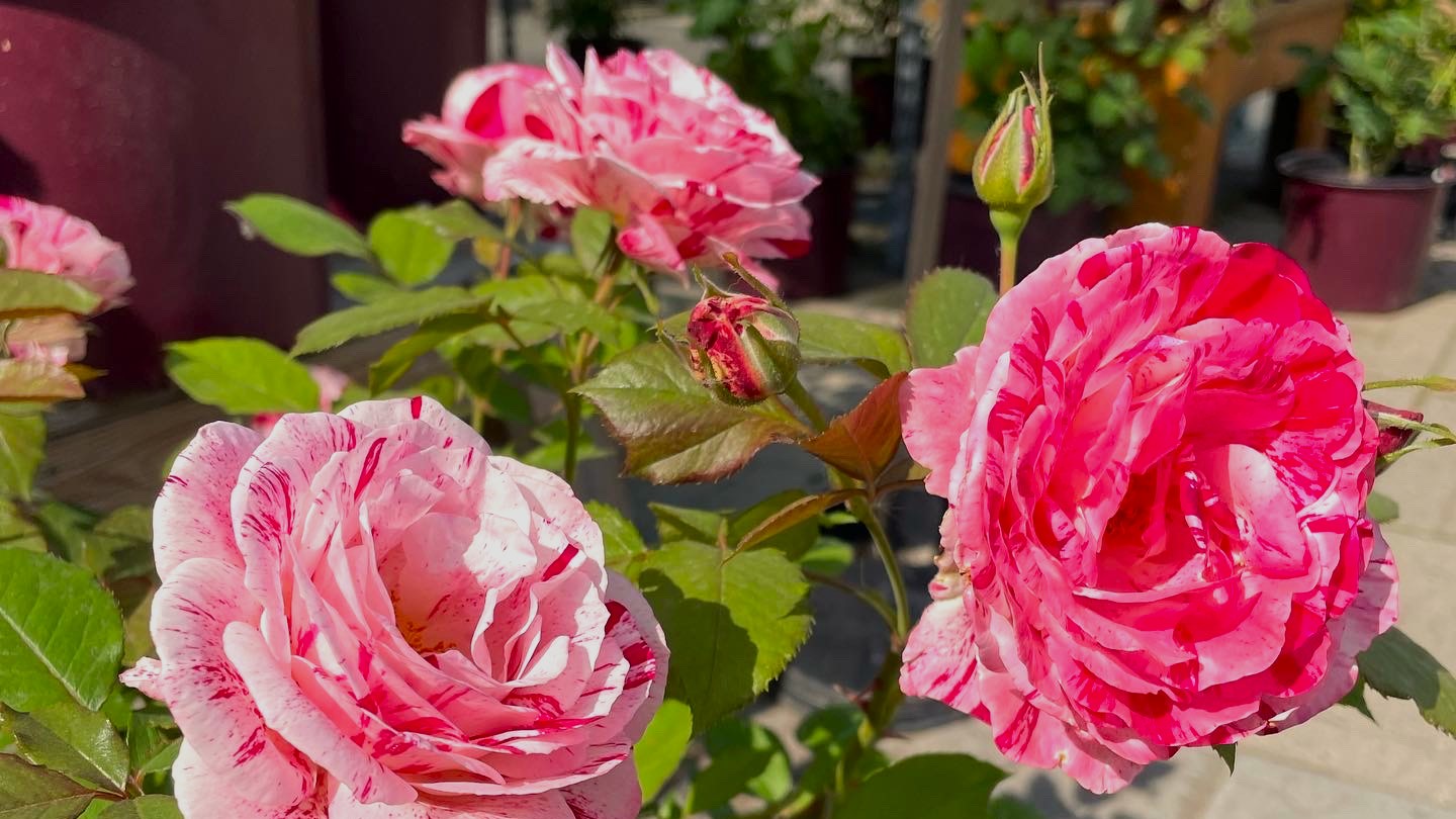 Shop Roses – Page 2 – Knippel Garden Centre
