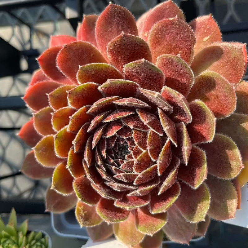 SEMPERVIVUM DEA – Knippel Garden Centre