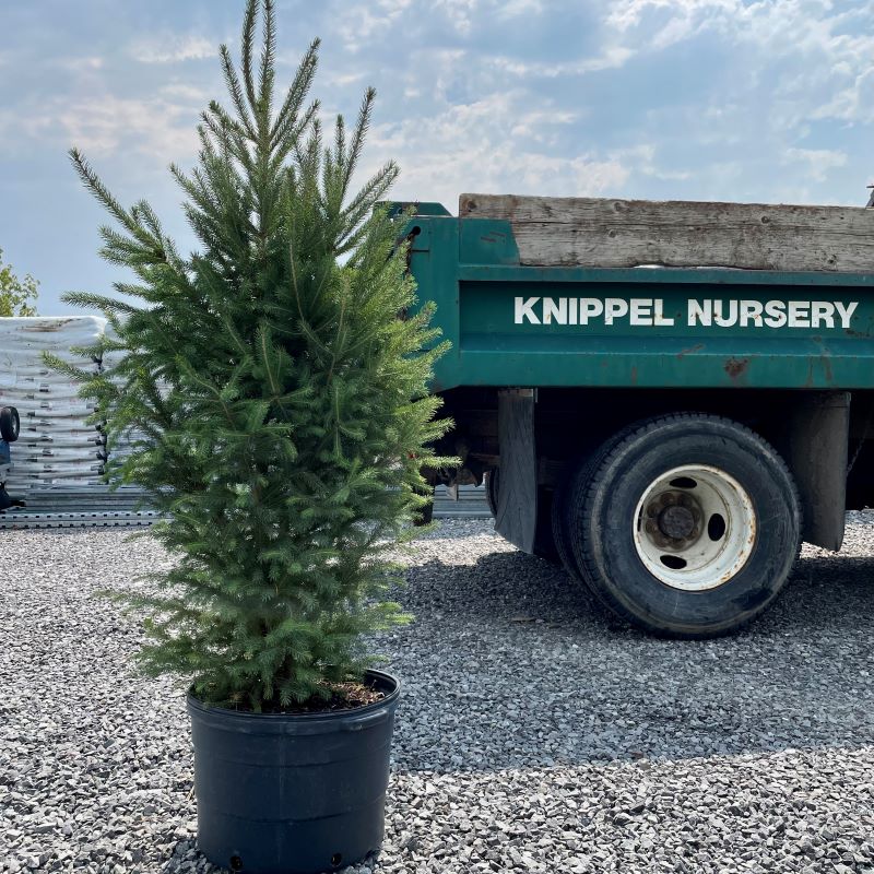 SPRUCE WHITE NORTH POLE – Knippel Garden Centre