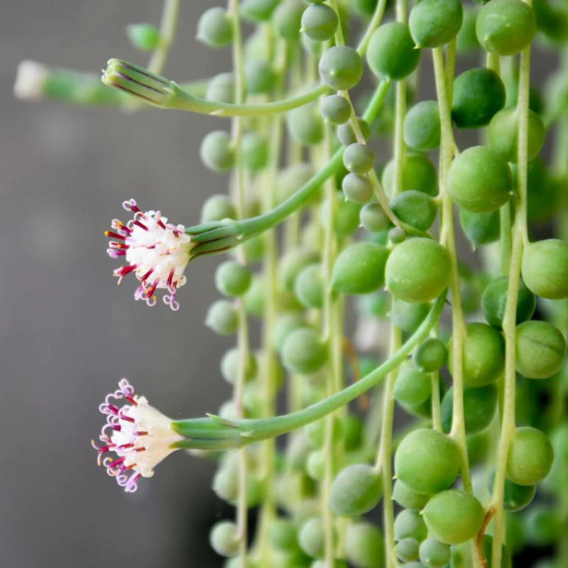 STRING OF PEARLS
