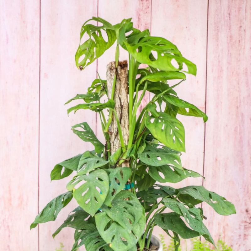 PHILODENDRON SWISS CHEESE TOTEM