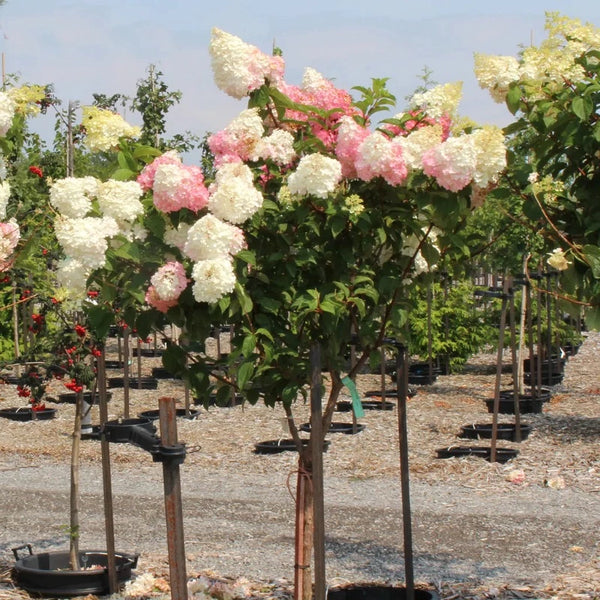 Standard and Ornamental Trees – Knippel Garden Centre