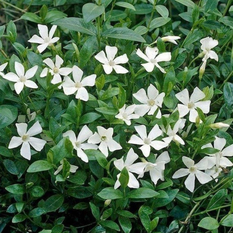 VINCA MINOR ALBA Knippel Garden Centre vinca-minor-alba-knippel-garden-centre