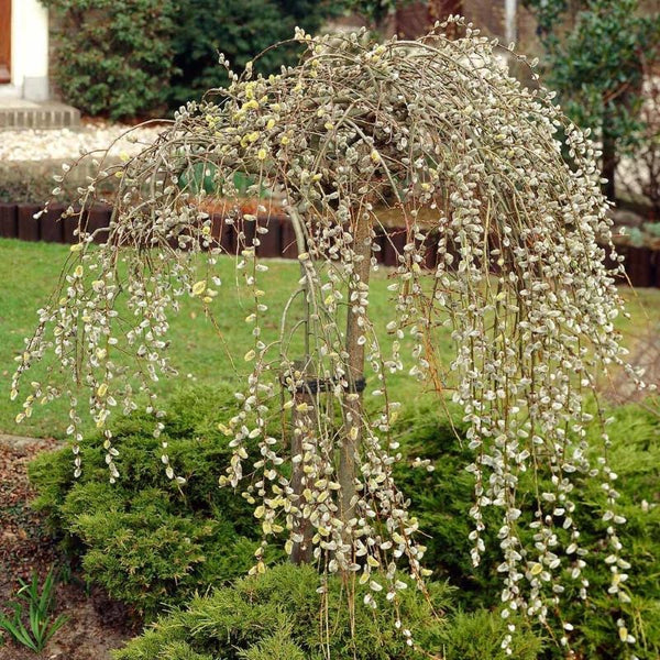PUSSY WILLOW WEEPING