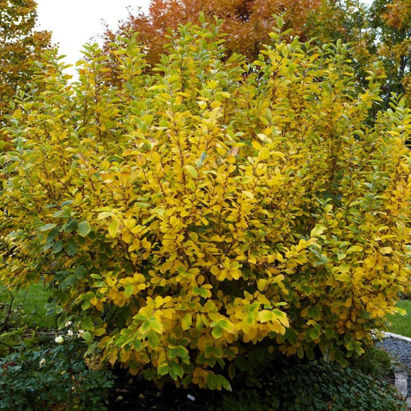 WITCH-HAZEL