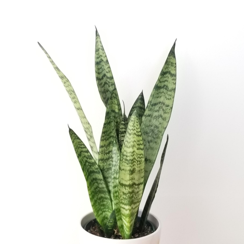 SANSEVIERIA ZEYLANICA