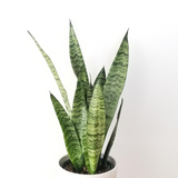 SANSEVIERIA ZEYLANICA