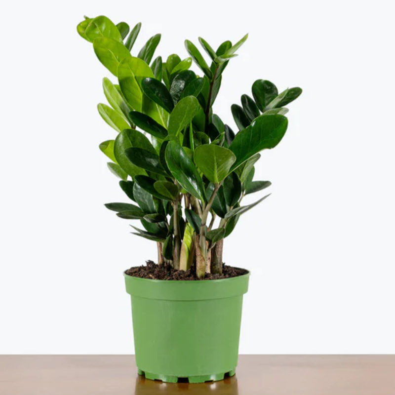 ZAMIOCULCAS ZAMIIFOLIA LUCKY Knippel Garden Centre