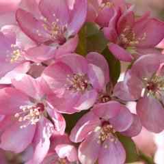 CRABAPPLE THUNDERCHILD