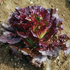 Lettuce - Red Leaf