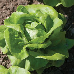 Lettuce - Boston Green