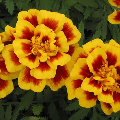 Marigold - Yellow Fire