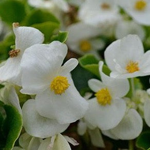 Begonia - White