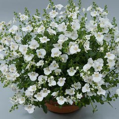 Diascia - White