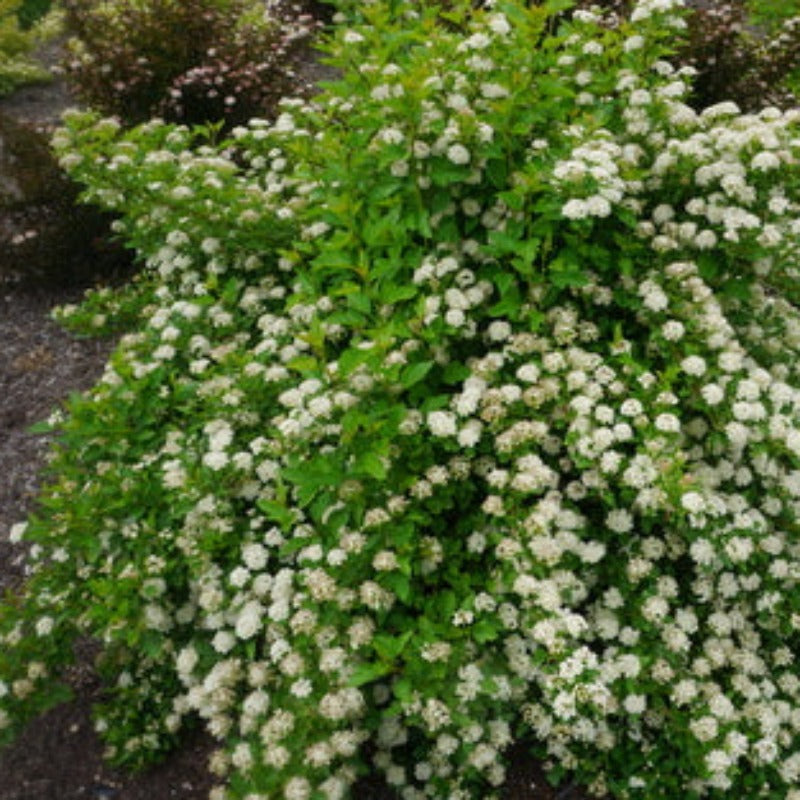Compact Ninebark NINEBARK DWARF EASTERN – Knippel Garden Centre