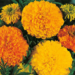 Marigold - Tagetes Mix