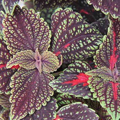 Coleus Main Street Abbey Road